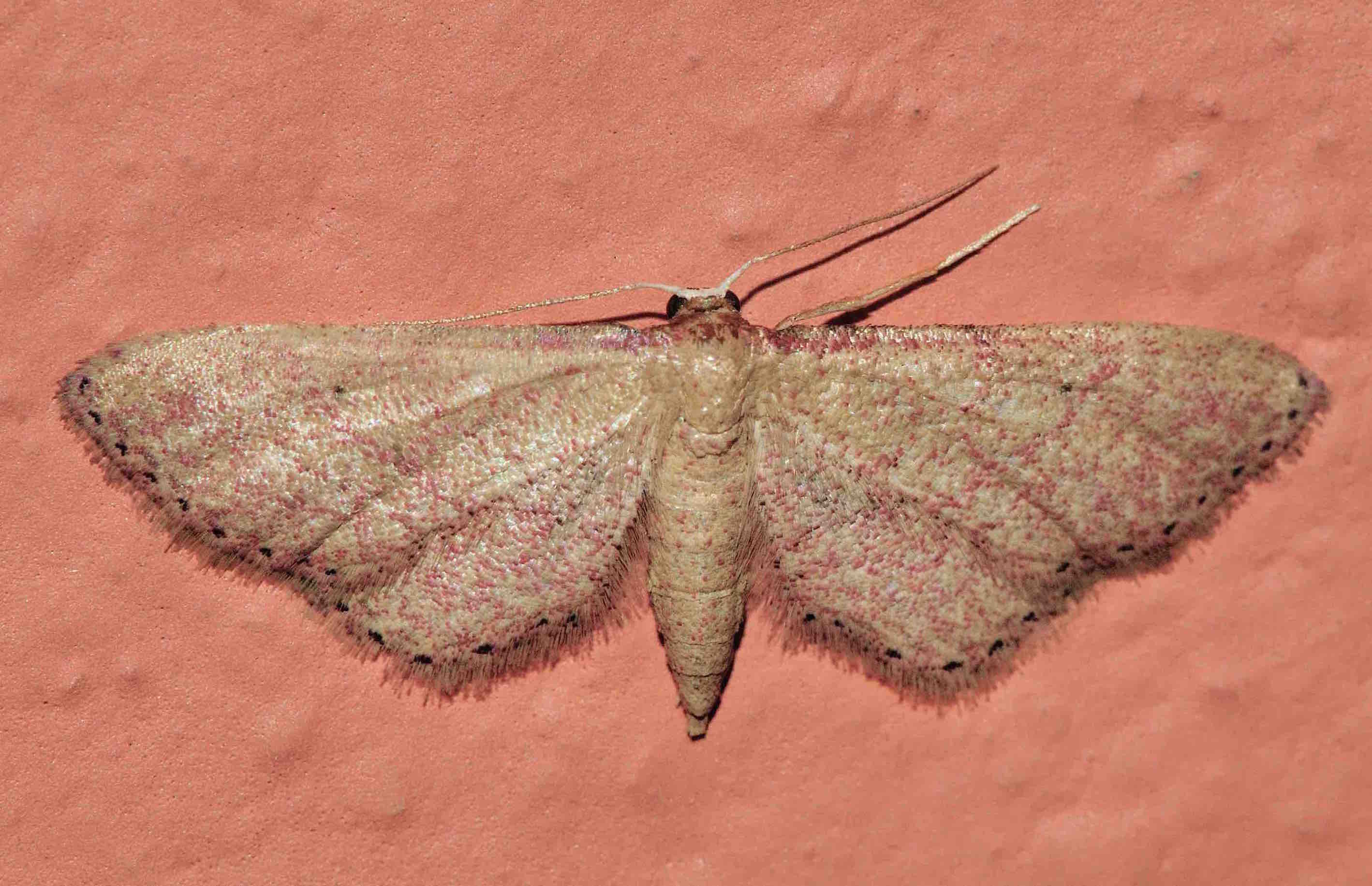 Lepidoptera dell''isola di Lefkada: Idaea infirmaria